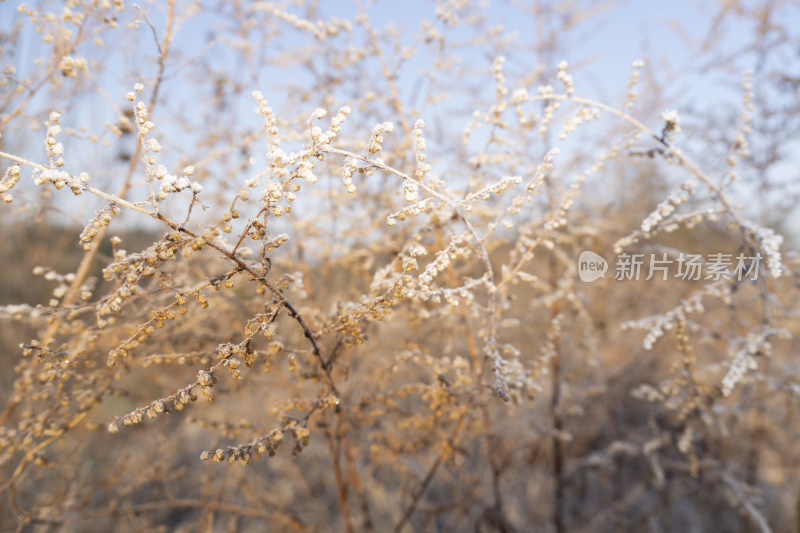 南方冬季霜冻特写