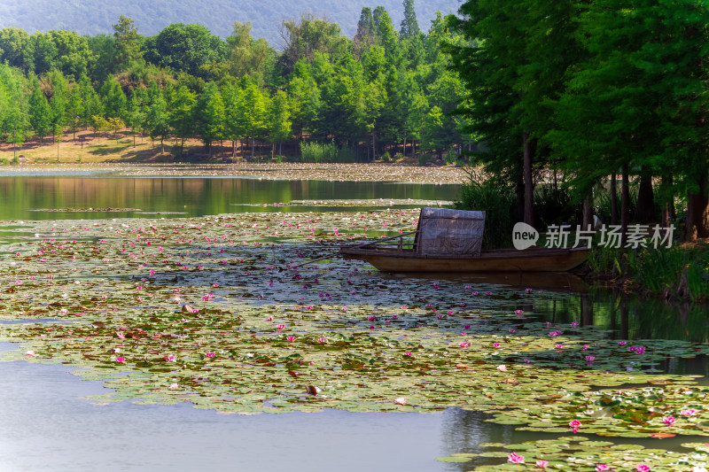 燕雀湖睡莲