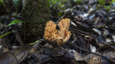 蘑菇 野生菌 真菌  山珍 美食 大自然 森林