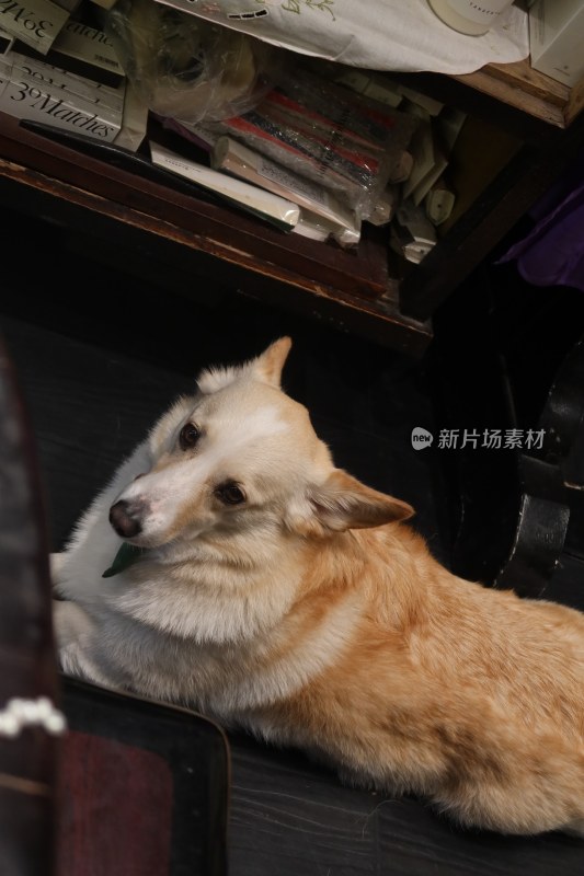 趴在木地板上的柯基犬