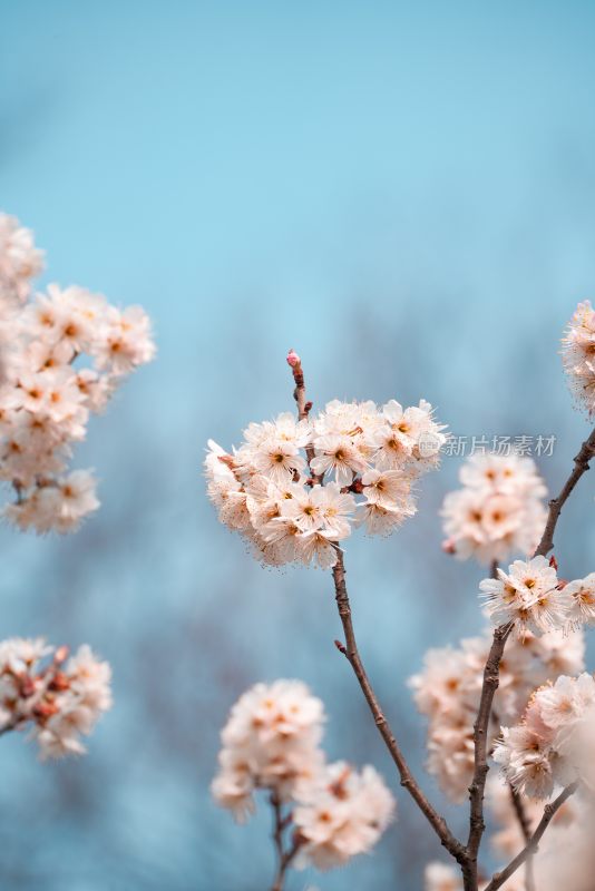 春季盛开的樱花