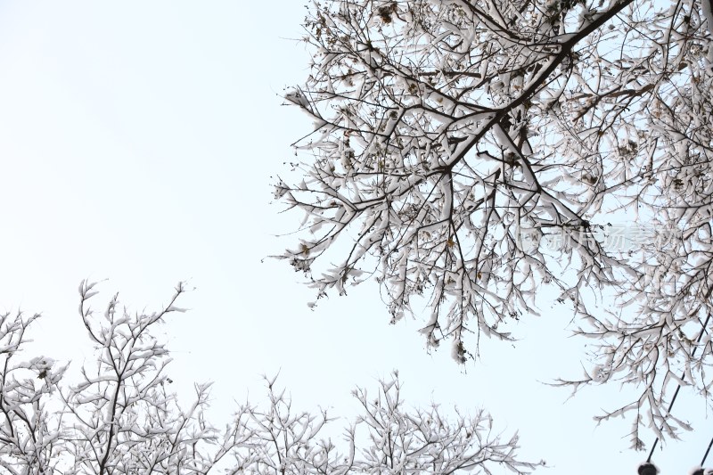 雪地里的树雪景