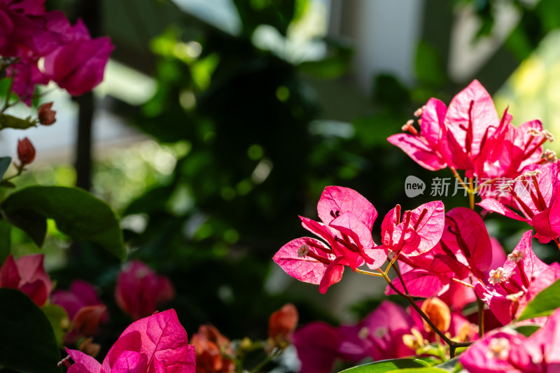 上海辰山植物园叶子花微距特写