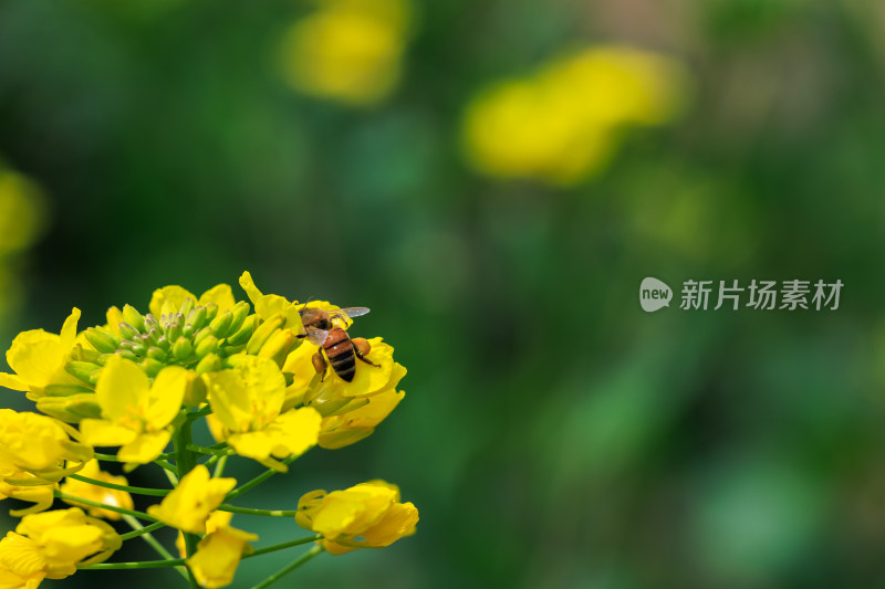 蜜蜂采蜜油菜花