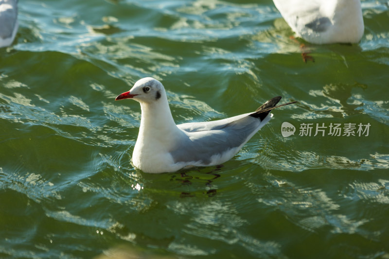 湖面海鸥