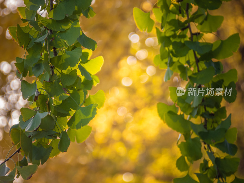 秋天树上的银杏叶的特写镜头