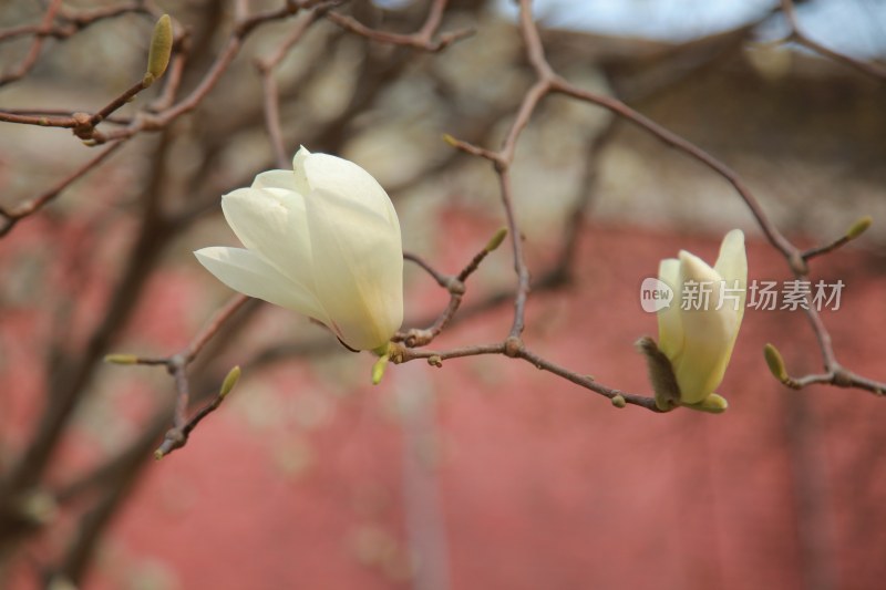 玉兰花系列