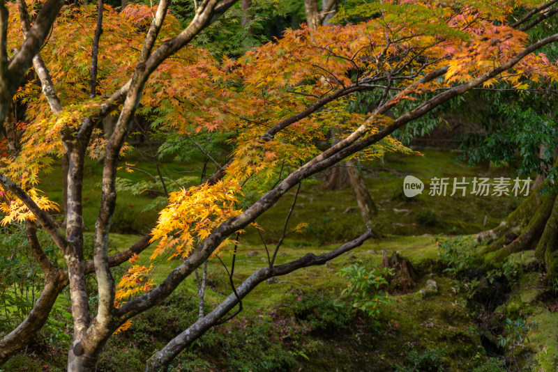 枝叶繁茂的多彩树木自然景象
