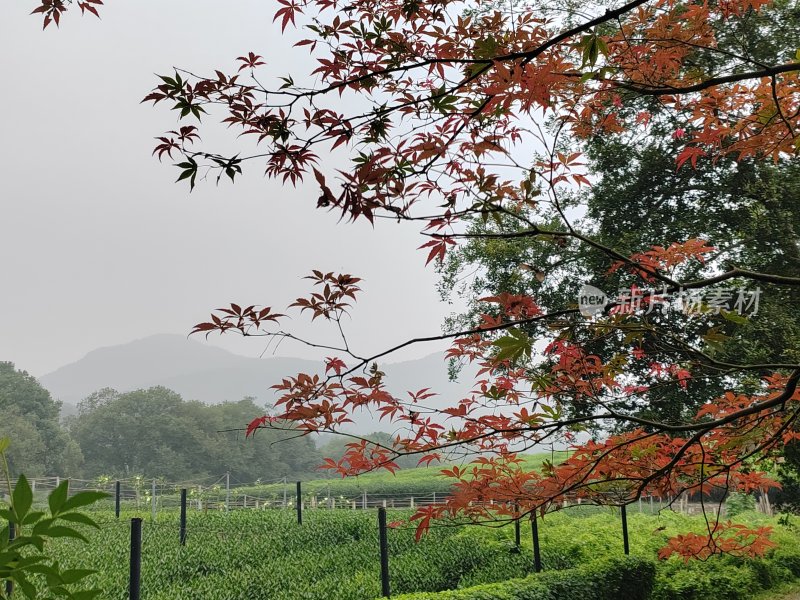 红叶枫树旁的茶园与朦胧远山景色