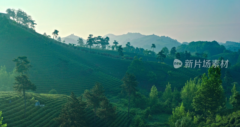 茶园茶山美丽乡村