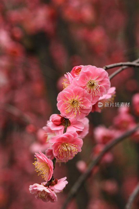 春天梅花盛开