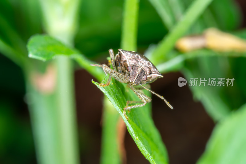 绿叶上的盾牌蝽