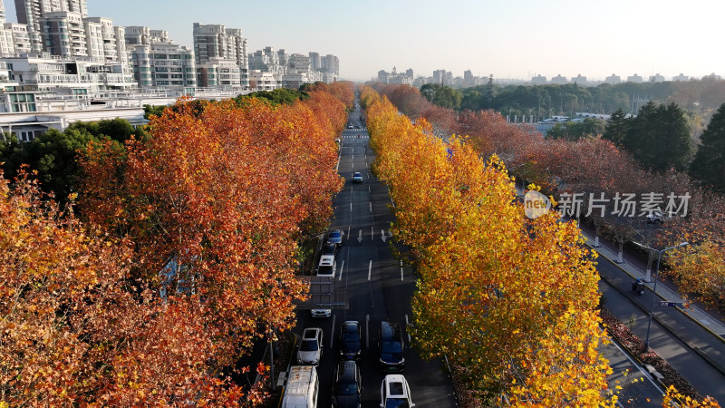 秋景中道路的航拍画面