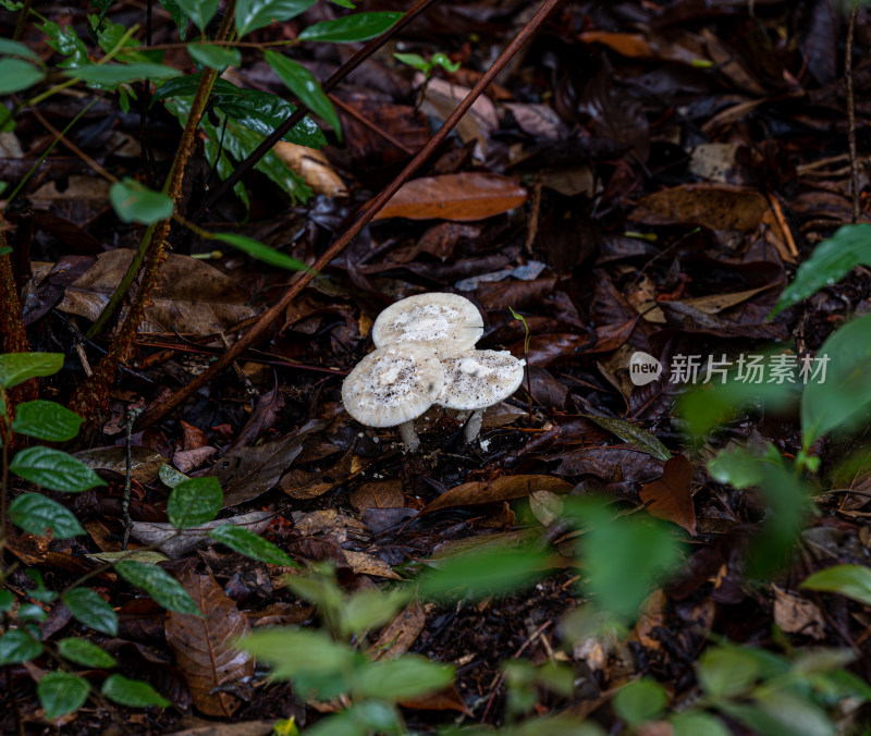 雨后野外生长的蘑菇