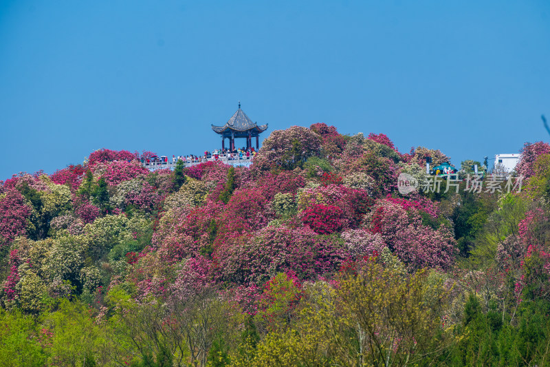 贵州百里杜鹃山间盛开的烂漫杜鹃花