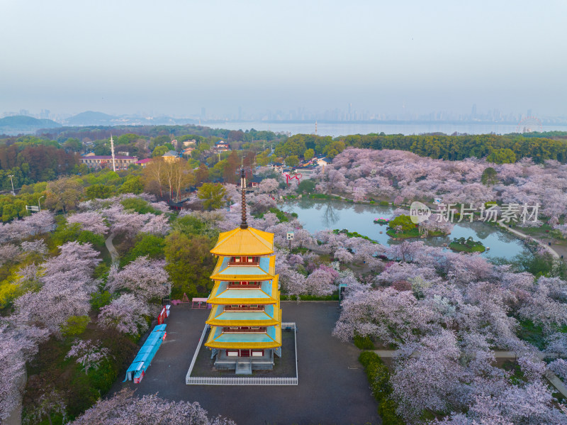 武汉东湖磨山樱花园樱花盛开