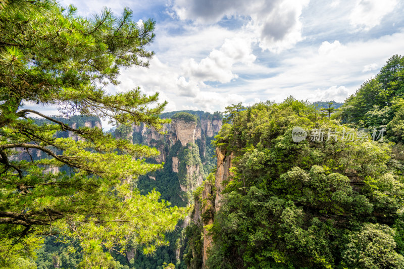 中国湖南张家界景区奇特山峰与茂密森林