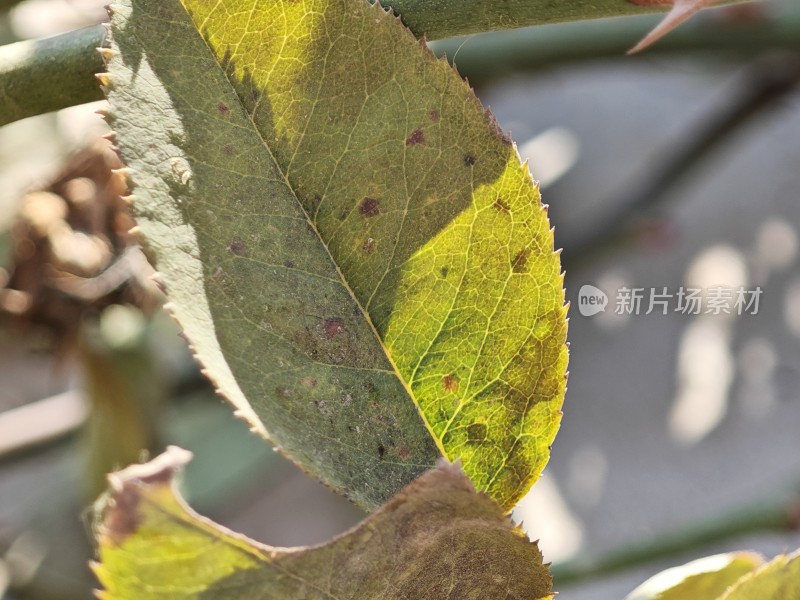 枯黄的叶片特写