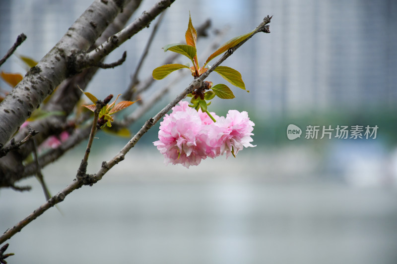 城市中绽放的粉色樱花枝