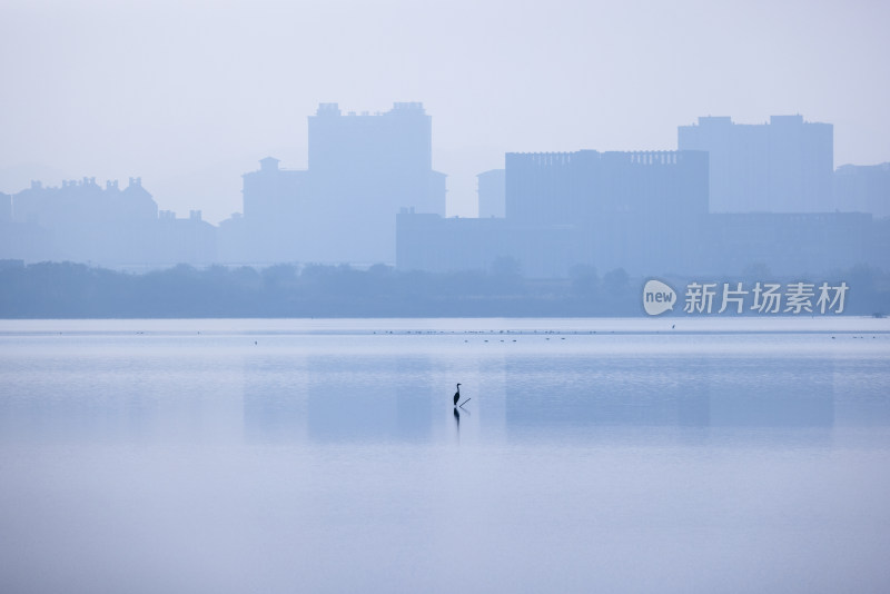 杭州余杭南湖城市湿地白鹭栖息生态环境风光