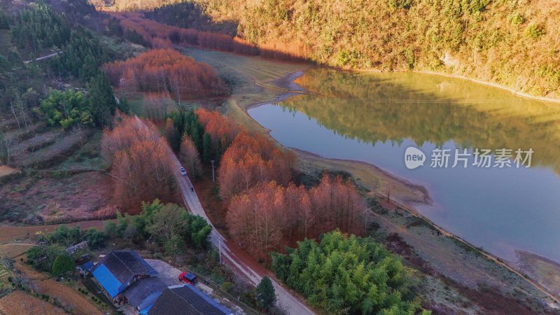 重庆酉阳：天山堡水杉红似火