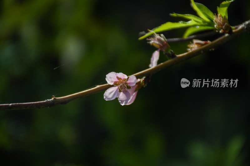 春意盎然的桃花枝