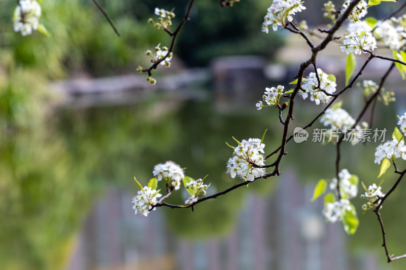 春天豆梨花