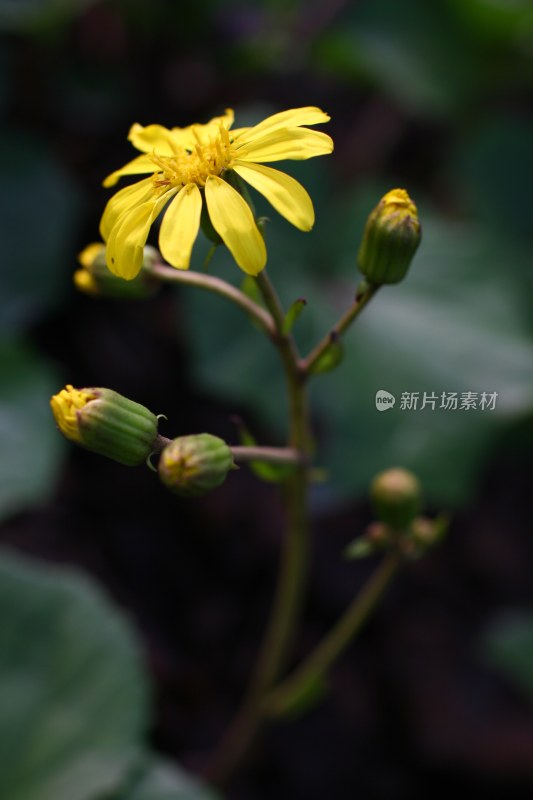 盛开的花朵