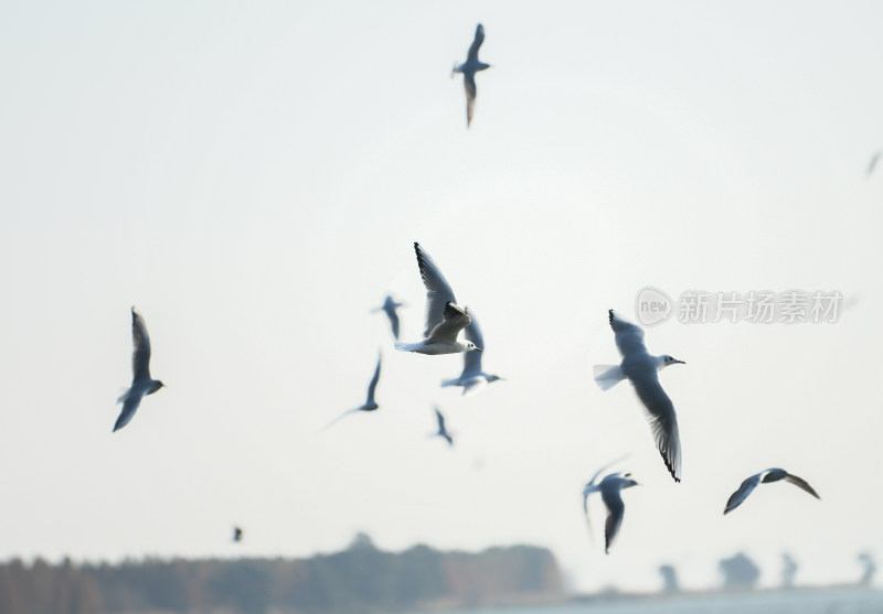 湿地公园  海鸥飞翔  鸟群飞翔