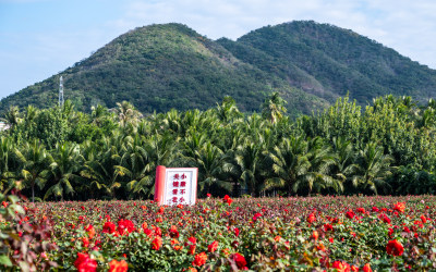 海南三亚博后村阳光下随风摇曳的五彩花田