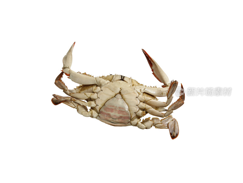 秋天海鲜螃蟹梭子蟹的白底图