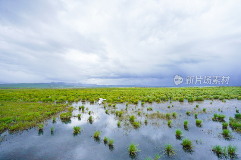 若尔盖的海鸥