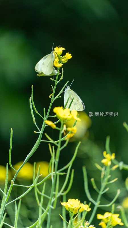 油菜花 蝴蝶