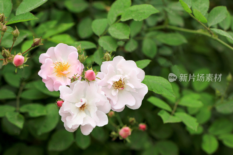 春天盛开的蔷薇花，七姊妹花