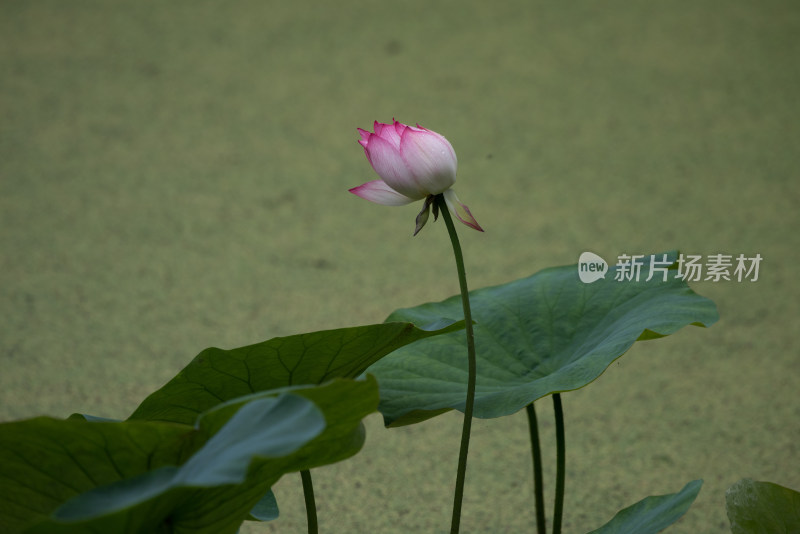 唯美荷花荷叶莲花荷塘