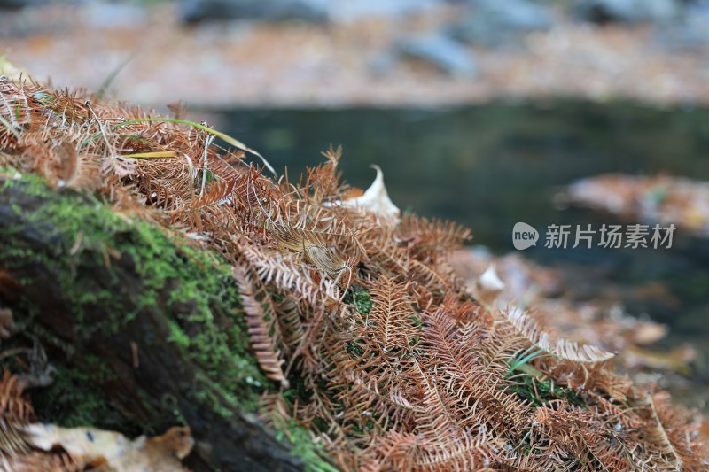 深秋的溪水岩石落叶