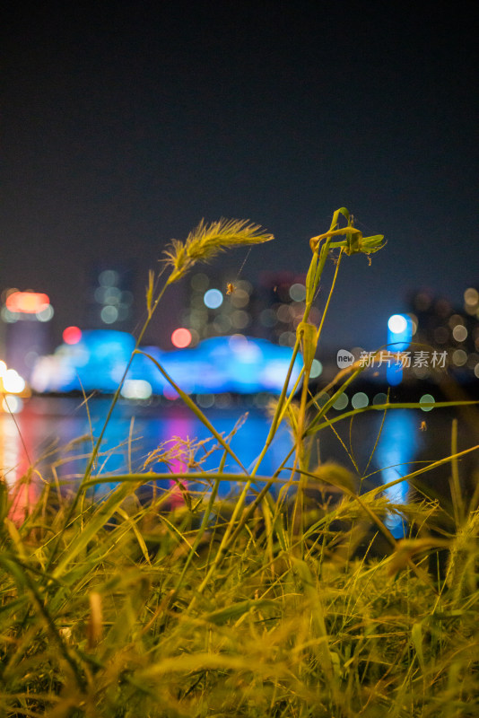 水边夜景前的草，城市灯火映在水面上