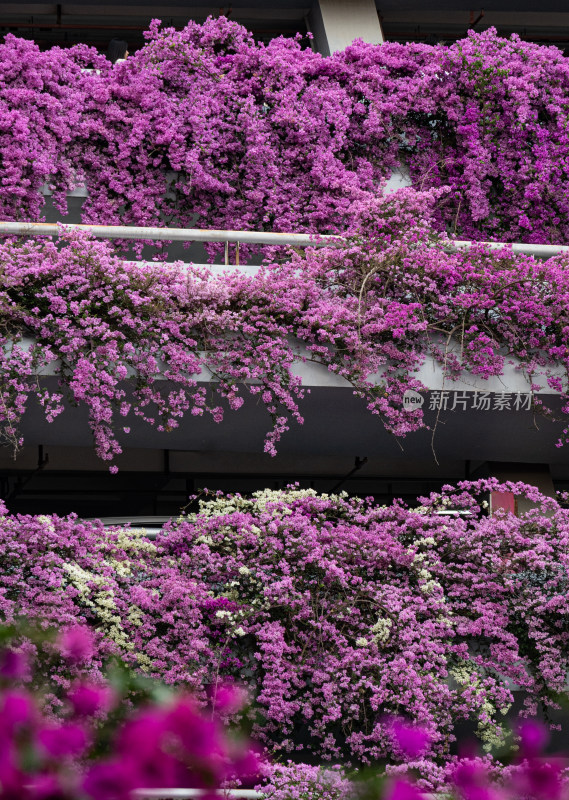 建筑外垂挂盛开的紫色花卉