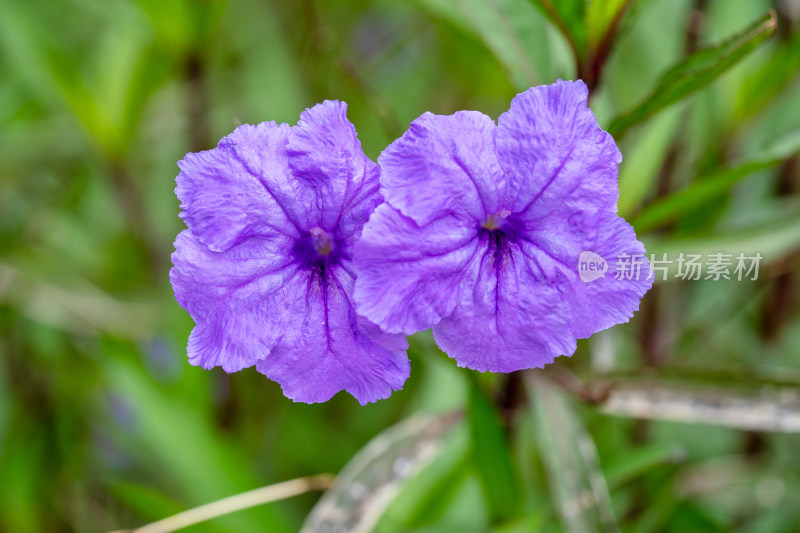 翠芦莉花朵特写