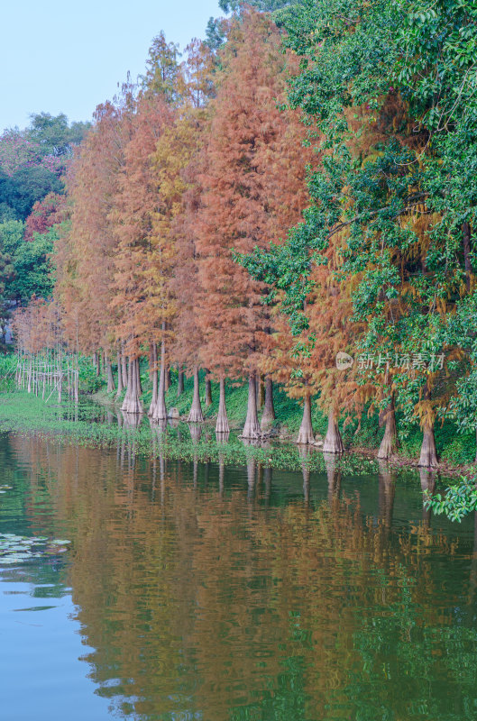 广州麓湖公园落羽杉树林红叶秋色风光