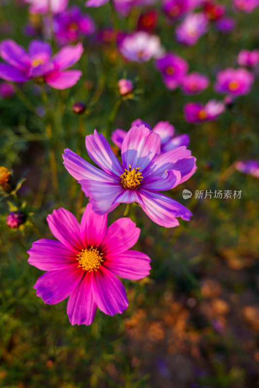 格桑花特写