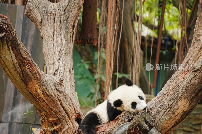 大熊猫幼崽妹猪趴在树干上休憩玩耍