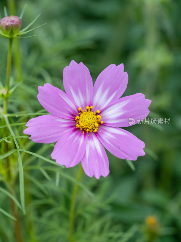 春天的格桑花特写