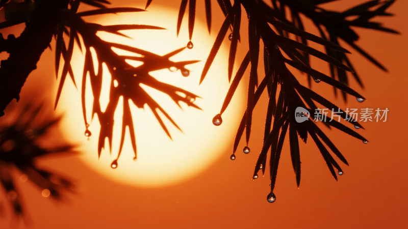 松针日落剪影唯美意境自然风光背景图