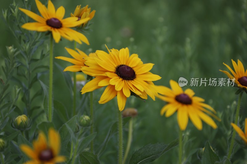 草地里的野花