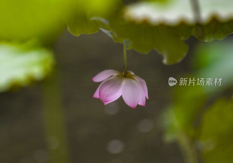 重庆酉阳：夏日荷花别样红