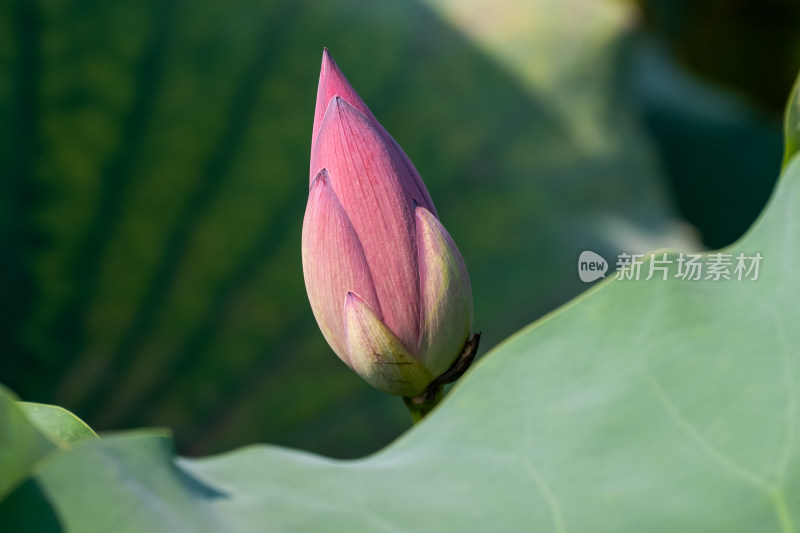 夏日池塘荷花