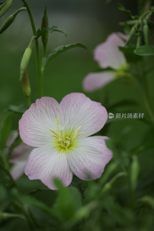 盛开的花朵