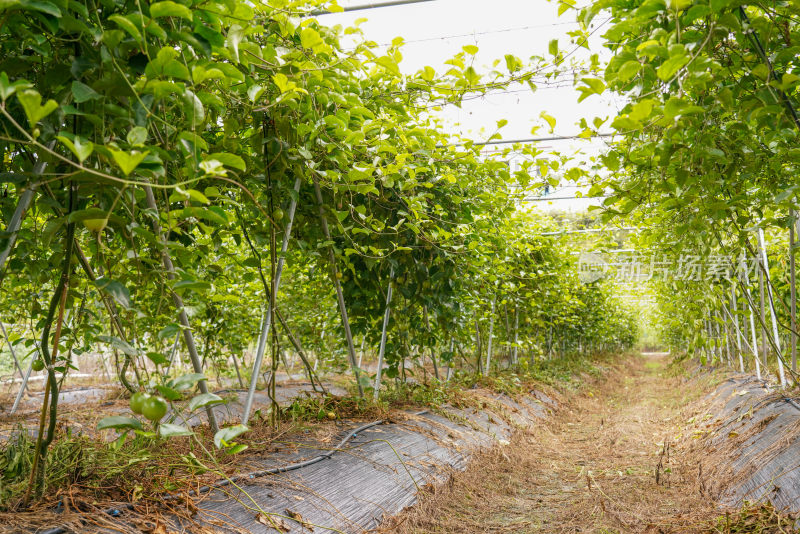 黄金百香果种植园户外生态种植