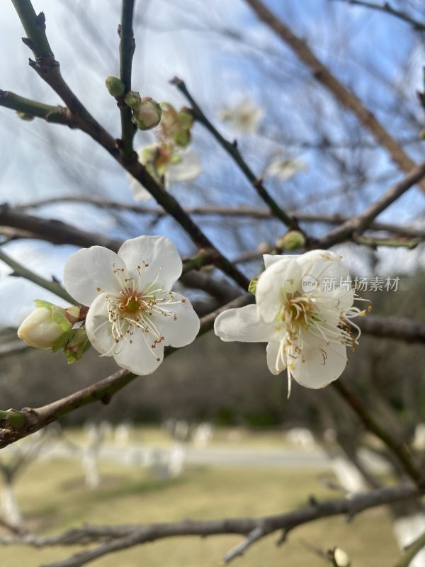 广州萝岗香雪公园梅花盛开